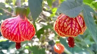 Short video of My Garden/Chinese Lantern 🏮🏮#shortvideo #garden #chinese