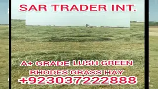 Rhodes grass export Quality #Hay #Animalhay  #grass  #exportfeed #rhodesgrass #agriculture #farming