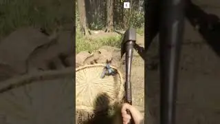 Poor Bird, Perfect Timing