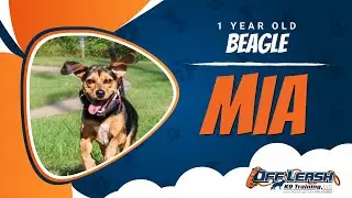 Миа | 1-летний бигль | Лучшая дрессировка собак в Вудбридже, Вирджиния | Дрессировка собак без по...