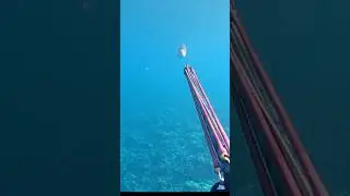 Shoot fish in sea #fish #fishing #shootfish #fishingtechniques #fishingvideo
