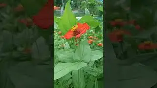 Flores de Rep&uacute;blica Dominicana l Que nombre tiene en tu pa&iacute;s
