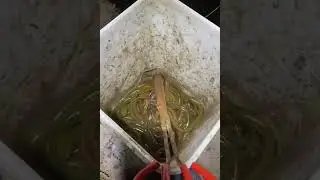 Une technique de p&ecirc;che efficace et &eacute;cologique |#viral #video #crazy