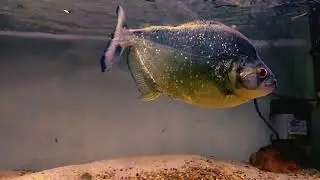 TOCANTINS RHOMBEUS BEAST DIAMOND PIRANHA