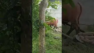 Pink Carabao #carabao #carabaoph #philippinecarabao #philippinecarabaocenter