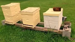 Are the honey supers full? - Hive update - No Bee suit!