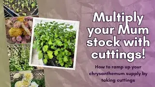 How to Take Mum Cuttings to get free plants! Increase your stock and sell cuttings to make $
