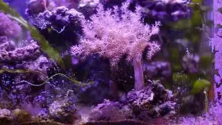 Twin capnella kenya tree colonies