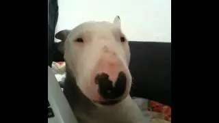 Miniatur Bullterrier Kaban beim Sprechen