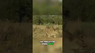 Victoria Falls: Predators' Impact on Ecosystem Balance