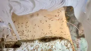 DIY Effective Ant Keeping Barrier!