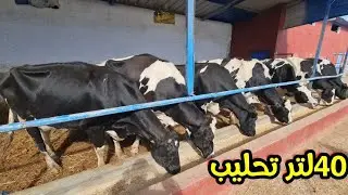 7بقرات ملكيات ضارات ووالدات كيحلبو 40/36 لتر فضيعة سليم 2026/1/28 