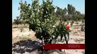 Cashew plant Management in Western Provience