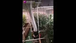 Growing Quality Cannabis in 4x4 Living Soil Beds Under The Slim 650s 🔥😎