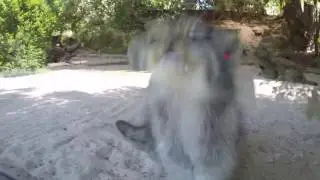 Pallas/Manul Cat @ La Torbiera, Italy. June 2016
