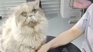 Transforming a Senior Cat with Love & Care 🐾 | Pet Grooming in Singapore