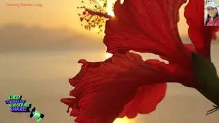 The Sunrise.  The beautiful day in winter ,. @Mommy Maritess Vlog