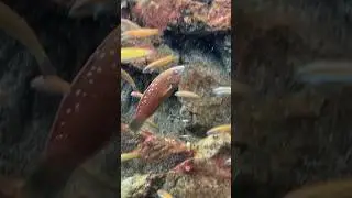 ホシササノハベラ　上越市立水族博物館うみがたり　Bambooleaf Wrasse