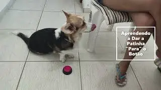 Yuna (Corgi) Aprendendo a Apertar um Botão