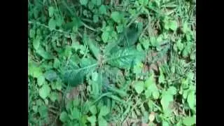 Anti-viral Herbs for Herpes in Pankaj Oudhia's Medicinal Plant Database. Part-603
