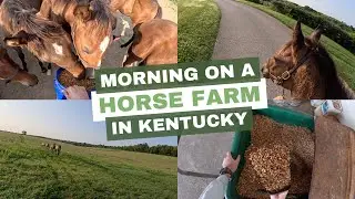 Morning Life on a Kentucky Horse Farm