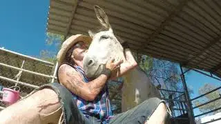 Amazing Donkey Hugs from Hazel. Donkey Loves Hugs. Classic Rock Donkey.