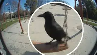Security Camera Records Creepy Crow on Empty Swing | Real CCTV Clip