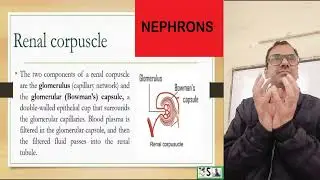 structure and functions of NEPHRON | Glomerulus | loop of henle | proximal convoluted tubule