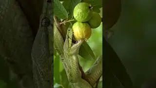 wow snake😯 #comment #viralvideo #subscribe #like #fypシ #snake