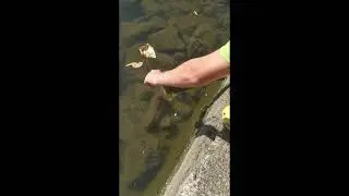 Huge Flathed!