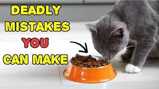 If You Have an Indoor Cat, Never Do This