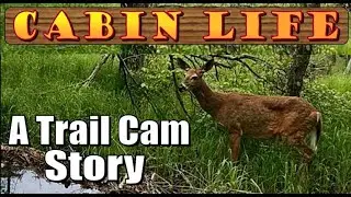 MY BEST EVER TRAIL CAM FOOTAGE. Just Another Day In Our Off Grid Cabin Life