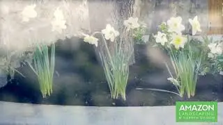 Amazon Landscaping