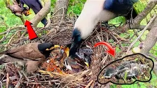Myna's baby was carried by the crow in front of her @AnimalsandBirds107