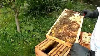Honey Bee Hive 2 Saskatraz Queen Fall Feeding and Inspection Northwest Wisconsin 09/25/20
