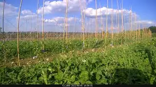 Plum trees growing time lapse in June 2021