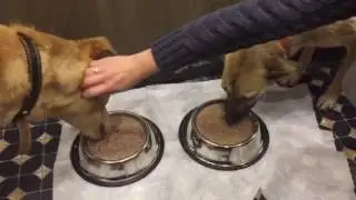 Tram's Video