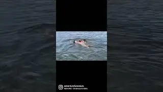 Swimming with Dolphins #keywest #dolphins #dolphin