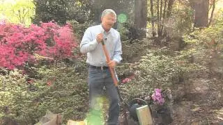 Walter Reeves – Planting Azaleas