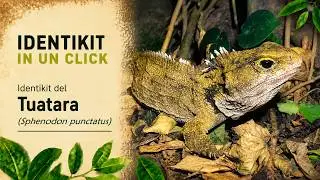 Tuatara (Sphenodon punctatus)