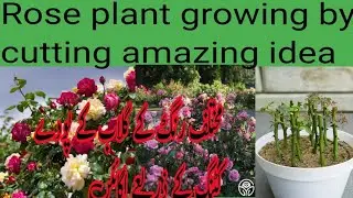 Rose Plant growing by cutting /amazing idea/different color Rose plants grown