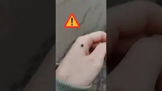 Ticks attack-Пришла весна, привет клещи! Клещи атакуют #shorts #ticksattack #spring #клещиатакуют