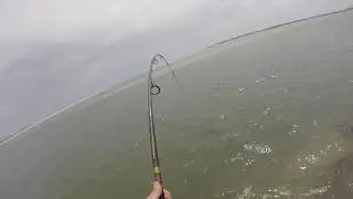 50+ LB Butterfly Stingray caught in Corson's Inlet - Ocean City NJ 5/23/18