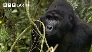 Young Silverback Gorilla Makes Difficult Decision | Growing Up Wild | BBC Earth Kids