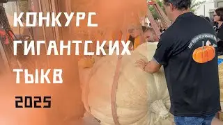 4a Fira de Carabasses Gegants Sidamon 2025 #giant #pumpkin #competition #сatalonia #конкурс #тыква