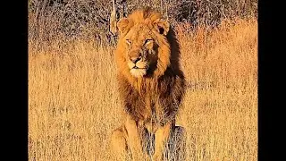 Black Dam Male Lion & Avoca Male following buffalo herd | Kruger | 17 July 2025