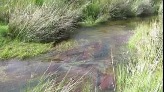 The River Taw at Taw Marsh, Dartmoor, UK