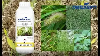 The best herbicide in the corn field