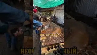 Самый старый в мире способ производства сахара