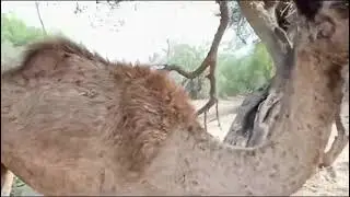 MR.INDIAN HACKER 🐪🐪🐪🐪😭😭🙏👍